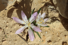 Colchicum ritchii