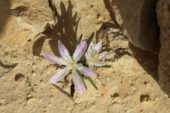 Colchicum ritchii