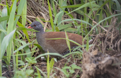 Crypturellus parvirostris