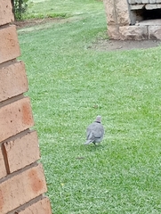 Streptopelia semitorquata