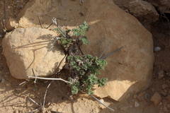 Erodium crassifolium