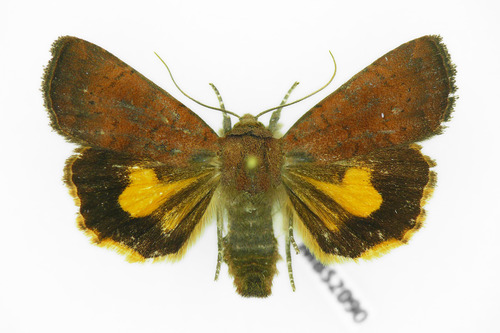 Least Yellow Underwing, photo 4 of 7