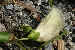 Centrosema pubescens