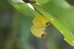 Eurema simulatrix