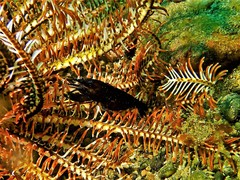 Synalpheus stimpsonii