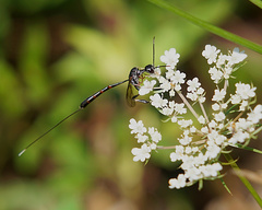 Gasteruption jaculator