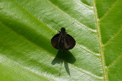 Ancistroides nigrita