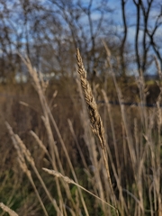 Dactylis glomerata glomerata