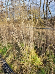 Dactylis glomerata glomerata