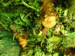 Cnemidocarpa finmarkiensis