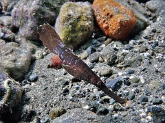 Solenostomus cyanopterus