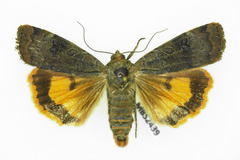Noctua interposita