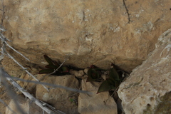 Bellevalia desertorum