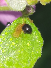 Nisotra