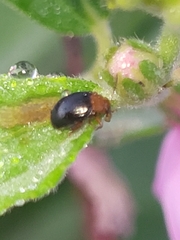 Nisotra