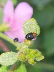 Nisotra