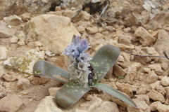 Bellevalia desertorum