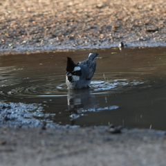 Lophospingus pusillus