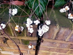 Symphoricarpos albus