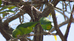 Forpus xanthopterygius