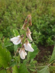 Crotalaria verrucosa