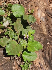 Boerhavia diffusa