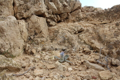 Bellevalia desertorum