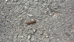 Creatonotos transiens