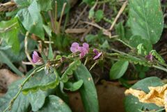 Pleurolobus gangeticus