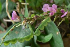 Pleurolobus gangeticus