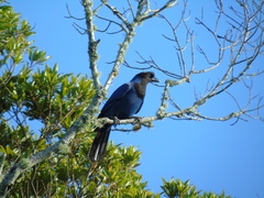 Cyanocorax caeruleus