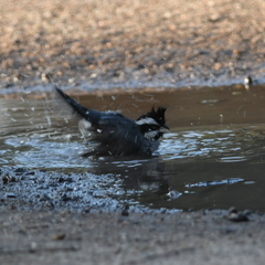 Lophospingus pusillus