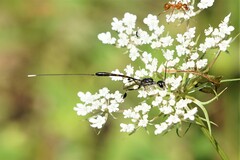 Gasteruption jaculator