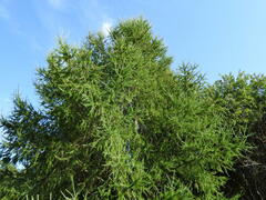 Larix laricina