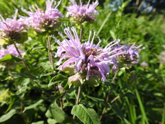 Monarda fistulosa