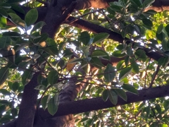 Ficus insipida