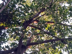 Ficus insipida