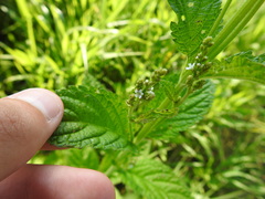 Verbena urticifolia