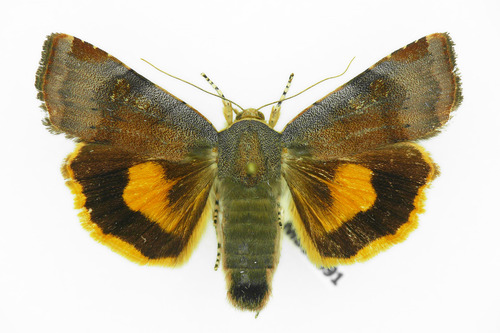Lesser Broad-bordered Yellow Underwing