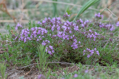 Thymus serpyllum