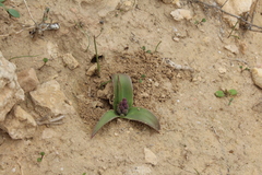 Bellevalia desertorum