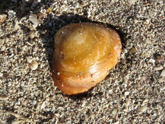 Megapitaria aurantiaca