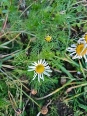 Anthemis arvensis