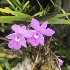 Dimerandra emarginata