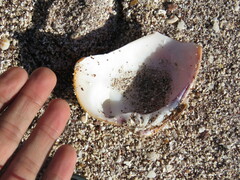 Megapitaria aurantiaca