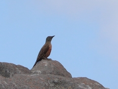 Geocolaptes olivaceus