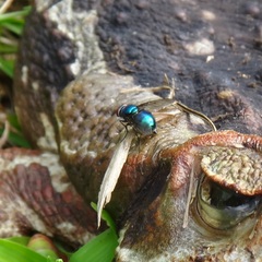 Lucilia eximia