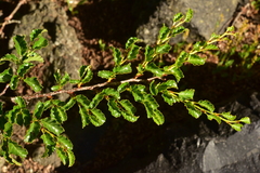 Nothofagus antarctica