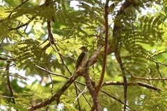 Oxyruncus cristatus