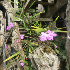 Dimerandra emarginata